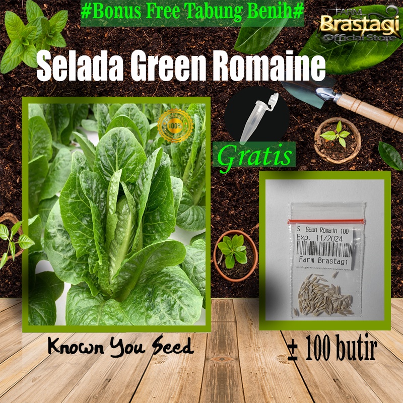 Jual 100 Biji Benih Selada Green Romain Bibit Sayuran Selada Hijau