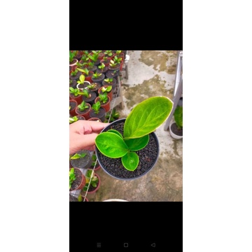 Anthurium jemani mangkok varigata dan Rasputin