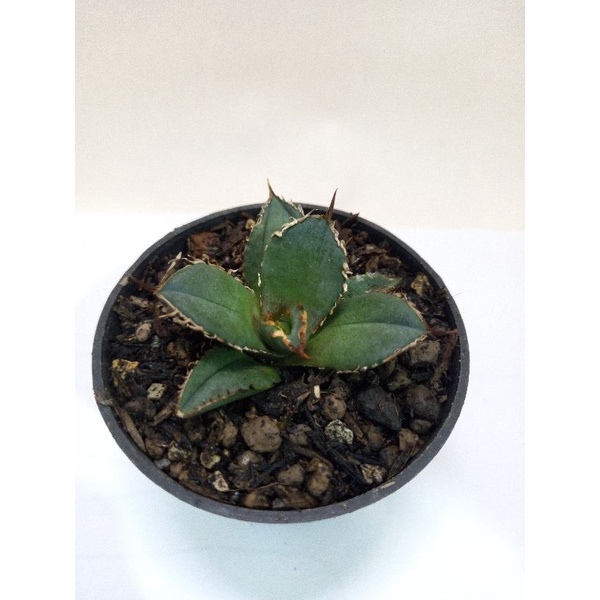 agave titanota l tanaman hias agave