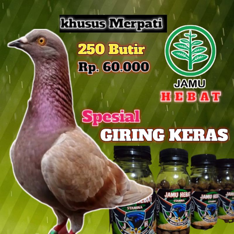 JAMU MERPATI GIRING KERAS "JAMU HEBAT"