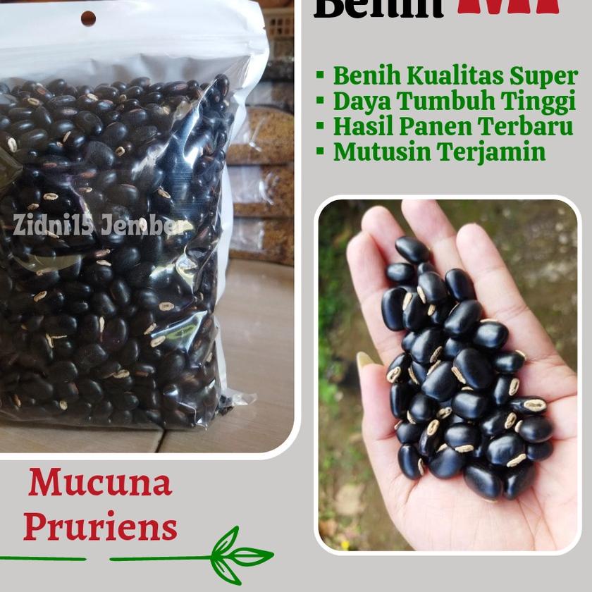 

PROMO [TD4] [500gram) ] LCC Mucuna pruriens MP / Biji Benih Black Mucuna / Kara Benguk Hitam /Cover Crops
