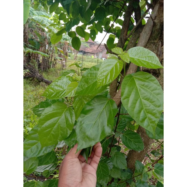 

sayur daun singkil 300 gr
