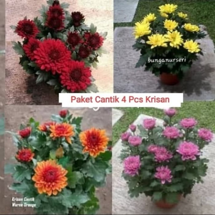 Benih Tanaman Hais Bunga Krisan/Aster 4 Pcs + Pot