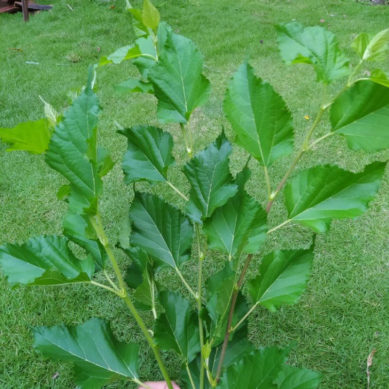

Daun murbei segar herbal alami tanpa pestisida 100 lebar daun