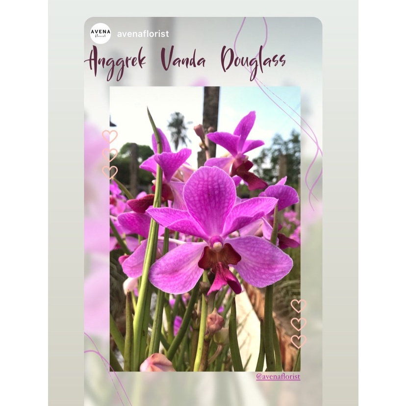 Bunga Potong Segar Anggrek Ungu Palembang