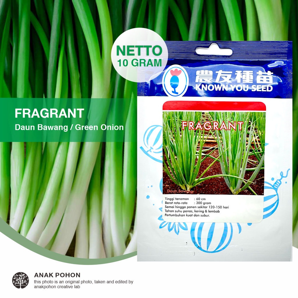 (1 PACK) Benih Daun Bawang FRAGRANT Bawang Prei Green Onion Seeds - Known You Seed KYS - 10 GRAM