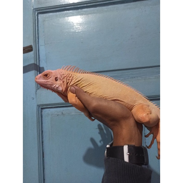 Red albino iguana T+