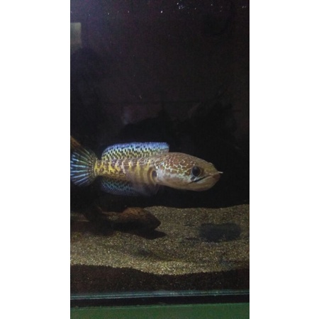 auranti 13-14cm bukan po