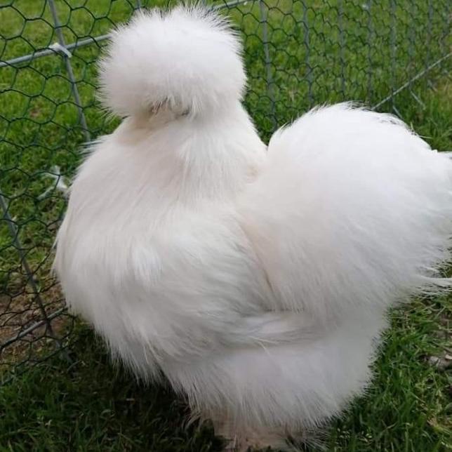 Induk Ayam American Silkie Sepasang