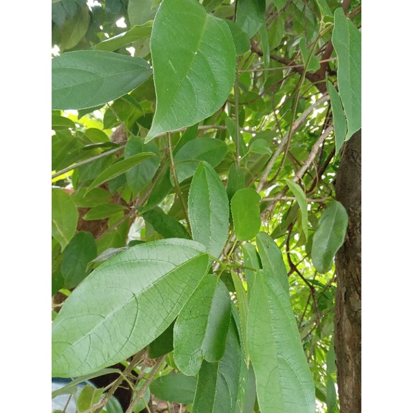 

DAUN CINCAU SEGAR 200 GRAM ORGANIK