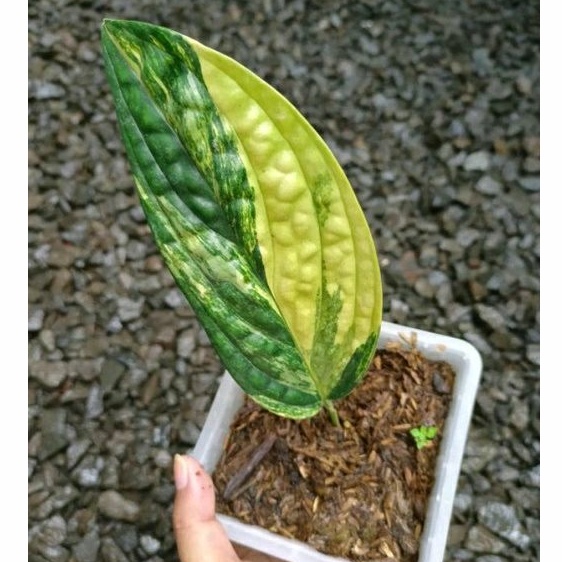 monstera karstenianum varigata / monstera badak varigata