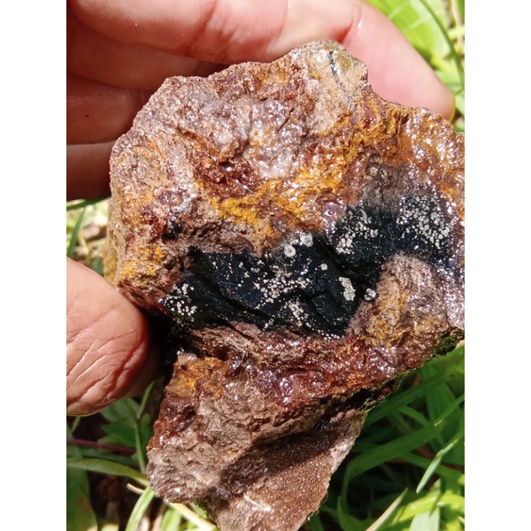 forsil kelor serat emas