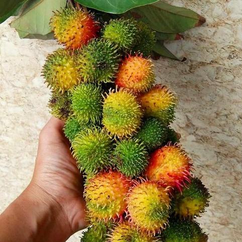 Bibit Pohon Rambutan Rapiah Siap Berbuah