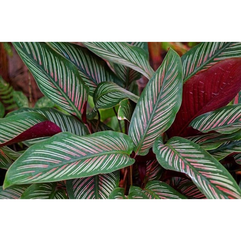 TANAMAN HIAS CALATHEA PINK STRIPES - TANAMAN HIAS CALATHEA