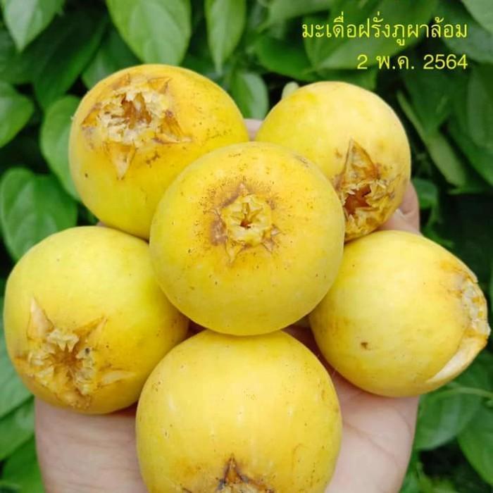 Obral Tanaman obat hidup Bibit pohon buah tin kuning jumbo Excel Murah
