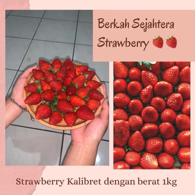 

Strawberry Kalibret (Kelly bright) Asli Ciwidey 1Kg