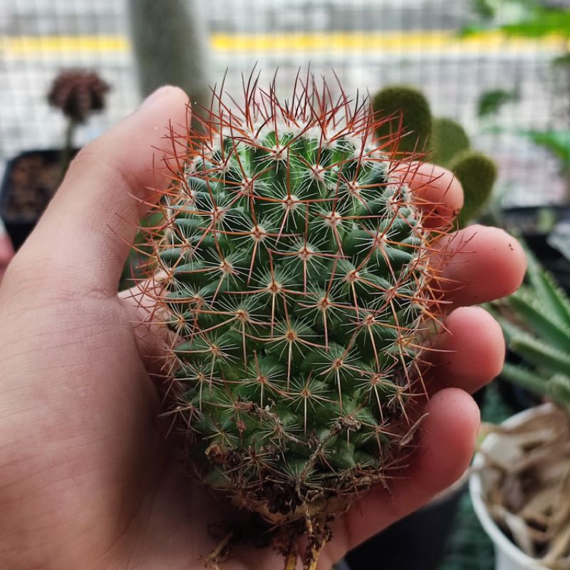 Kaktus Mammillaria Rhodantha Ownroot