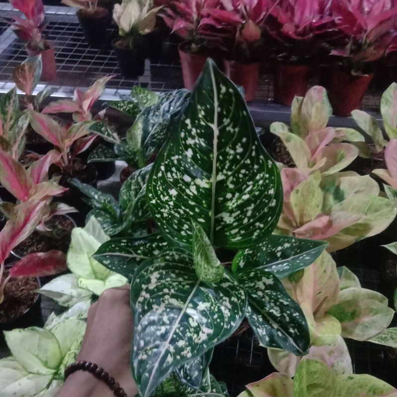 aglonema siti nurhaliza