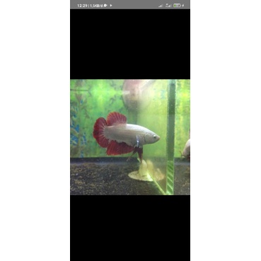 ikan cupang red dragon jantan