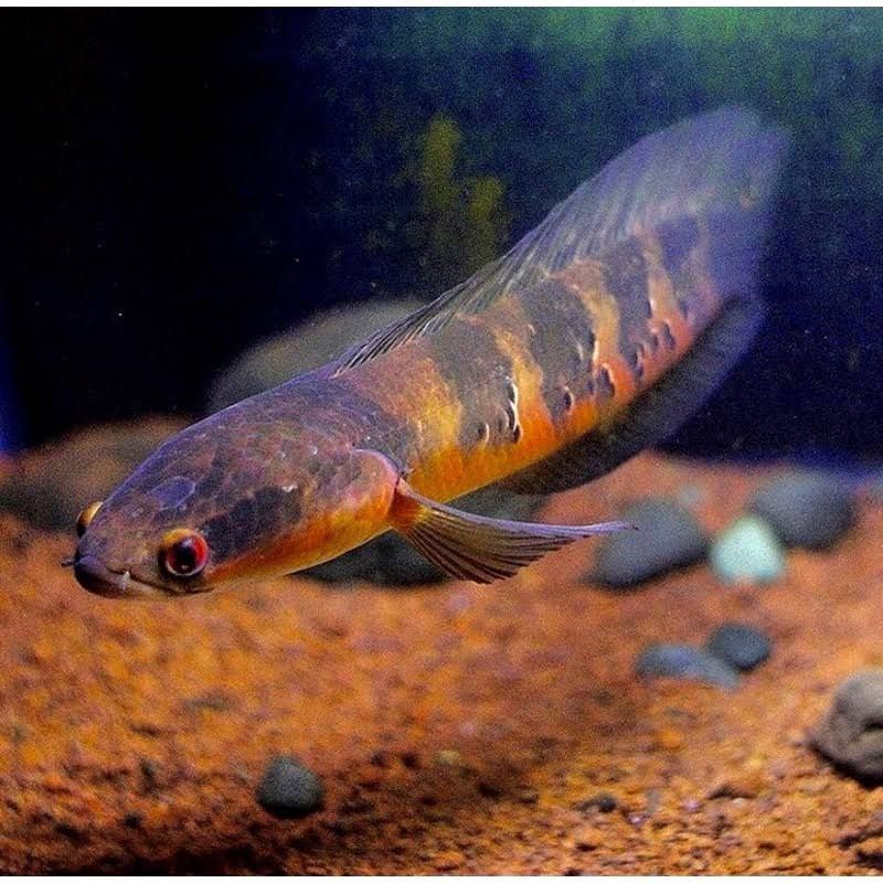 Maru Red Barito 9-10cm Terbaik