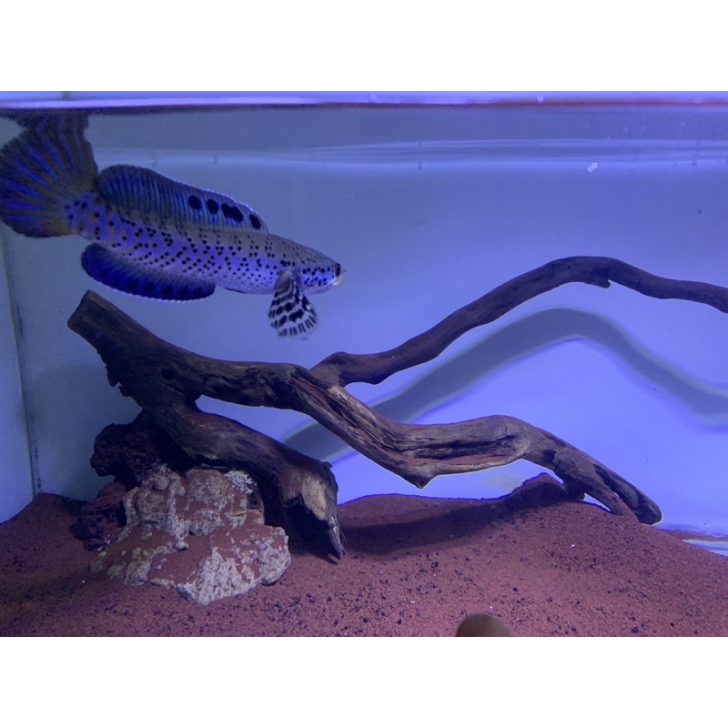 CHANNA ORNA YL 14 cm FULL DOT