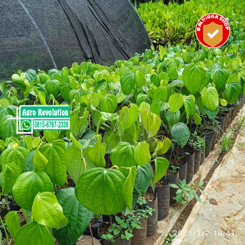 70 Bibit Lada Perdu India