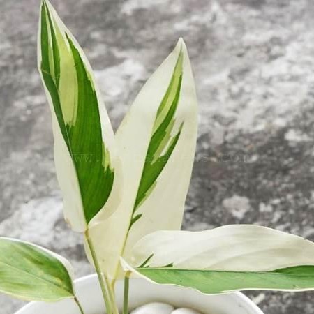 tanaman hias pisang heliconia varigata/pisang varigata/pisang pisangan CCCC