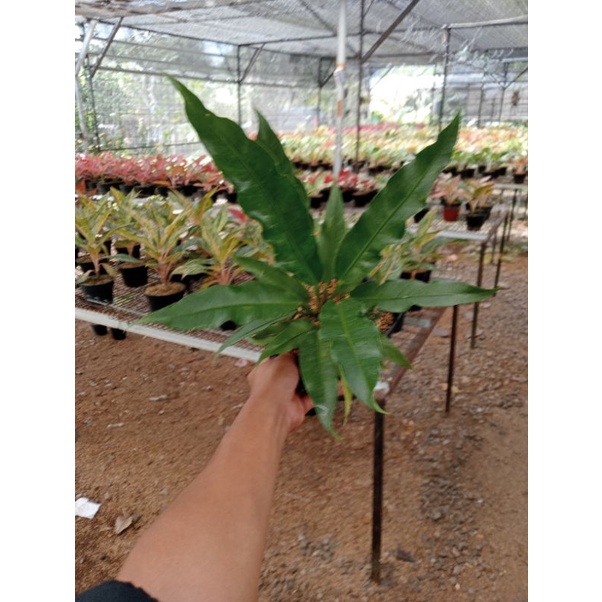 PROMO AGLONEMA  Anthurium Keris