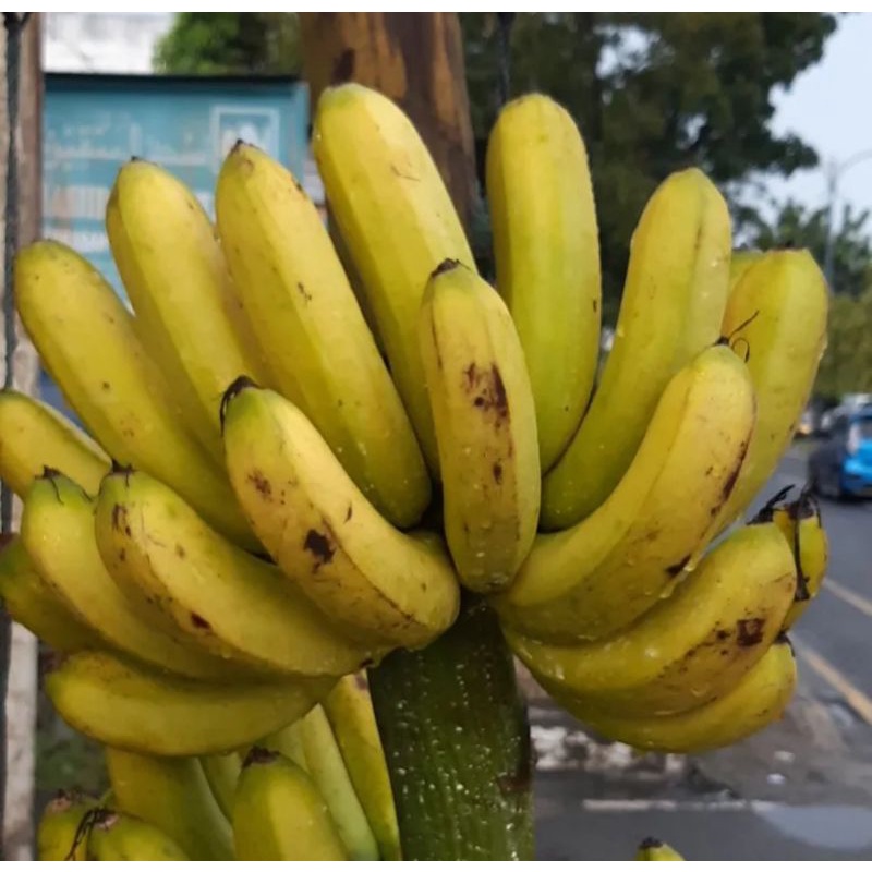 

pisang barangan 1 sisir
