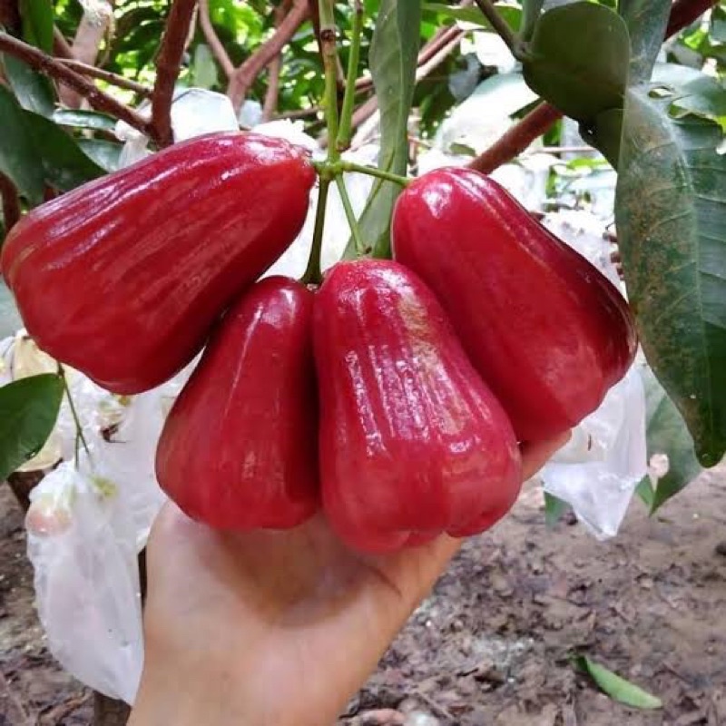 Tanaman Jambu Air Citra Merah Siap Berbuah