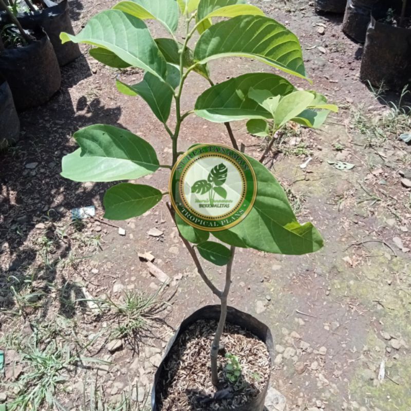 Bibit Pohon Srikaya Jumbo / Tanaman Buah Srikaya