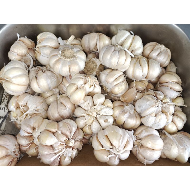 

bawang putih bersih packing 1 kg