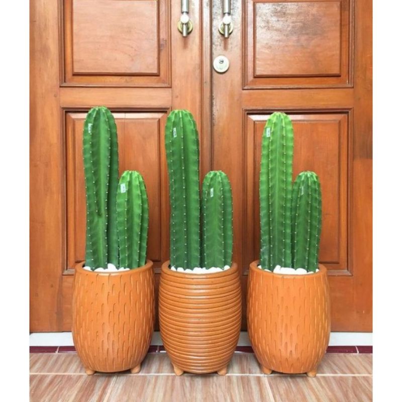 Tanaman Hias Kaktus koboi - Pohon Kaktus koboi - Bunga Kaktus koboi