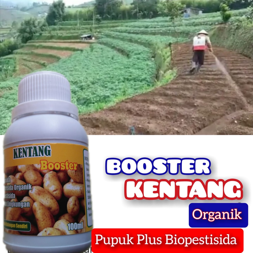 Pupuk Kentang Organik Pelebat Buah + Fungisida Bakterisida Hama Tanaman