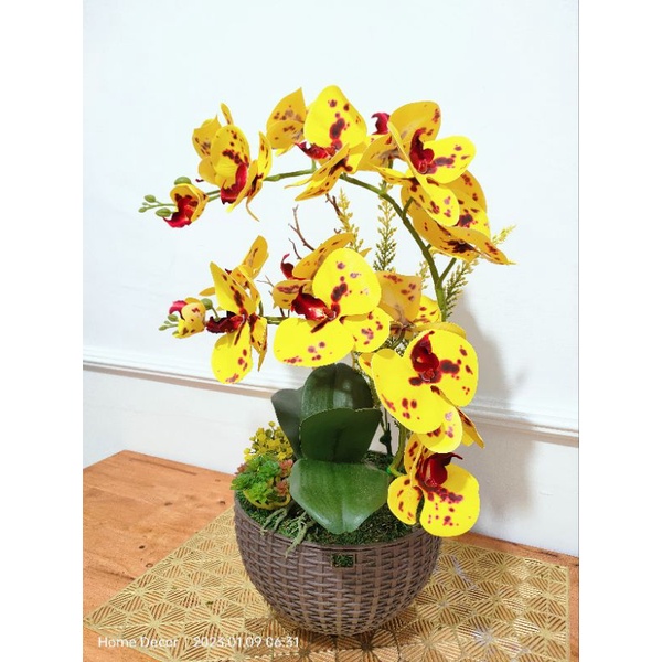 Anggrek Latex 2 tangkai pot plastik