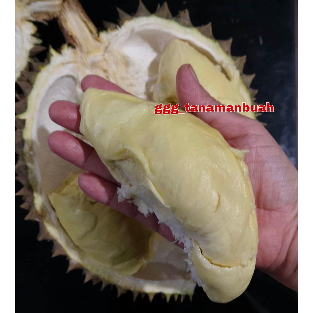 Bibit Durian Petruk Super Okulasi Cepat Berbuah