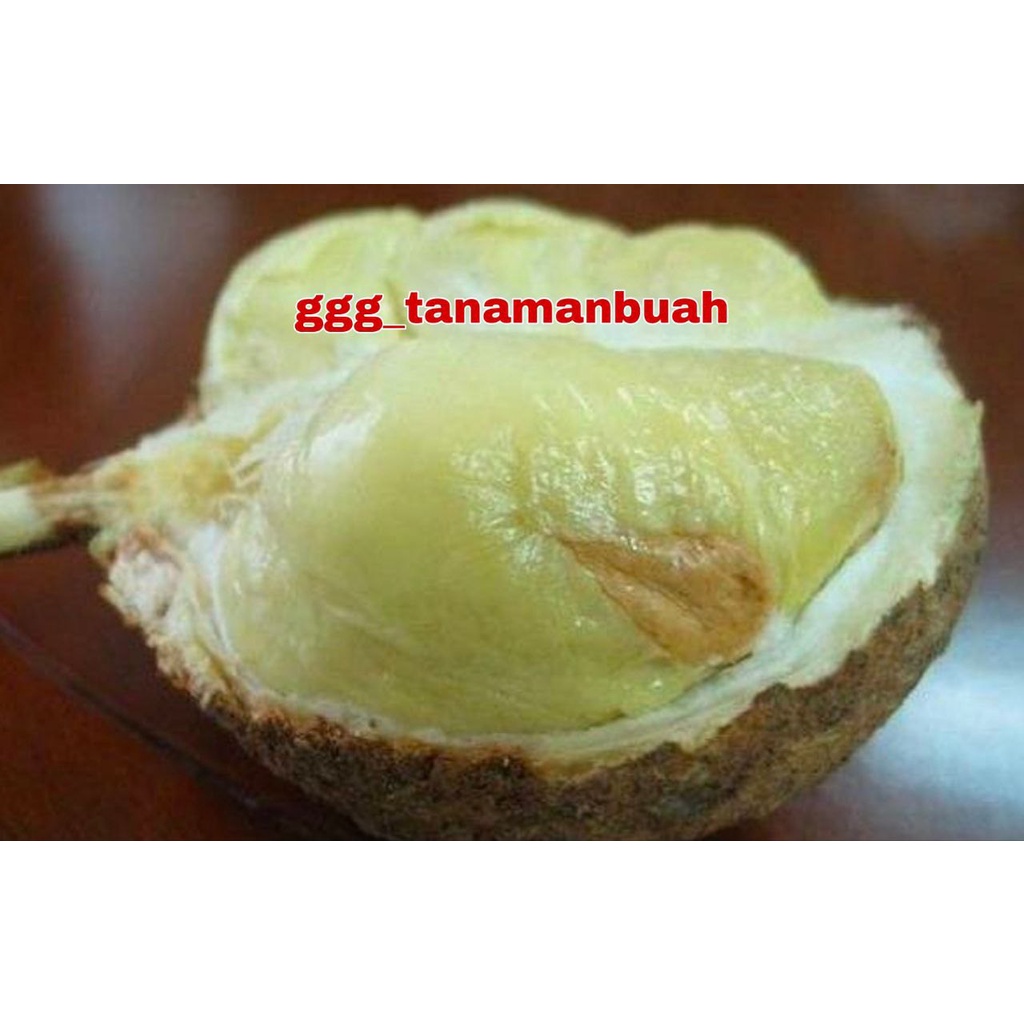 Bibit Durian Gundul Super