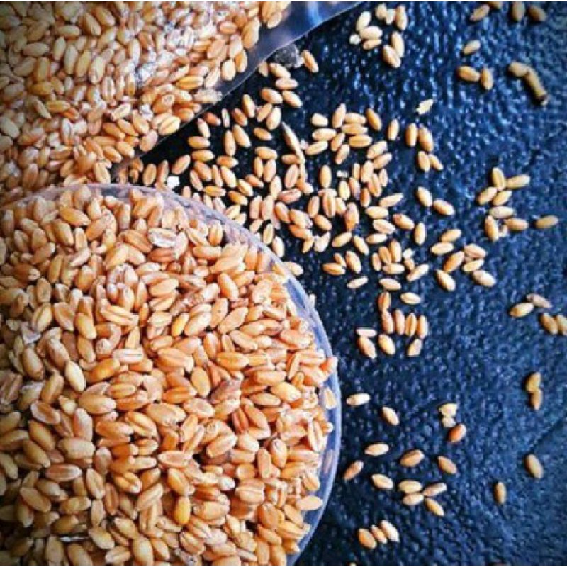 BIJI GANDUM UTUH  - 1 KG & 1 LITRE PACK - WHOLE WHEAT - IMPORT