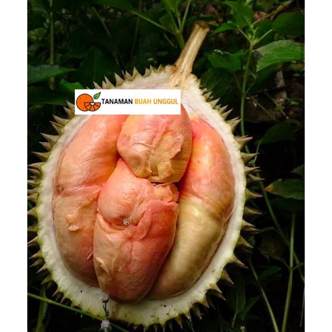 Bibit Durian Pelangi Cepat Berbuah Unggul