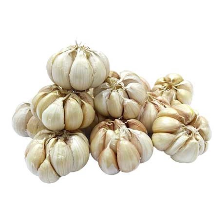 

$+$+$+$+] Bawang Putih Honan 1Kg Segar / Henan / Banci Bersih / Garlic / Lahasun