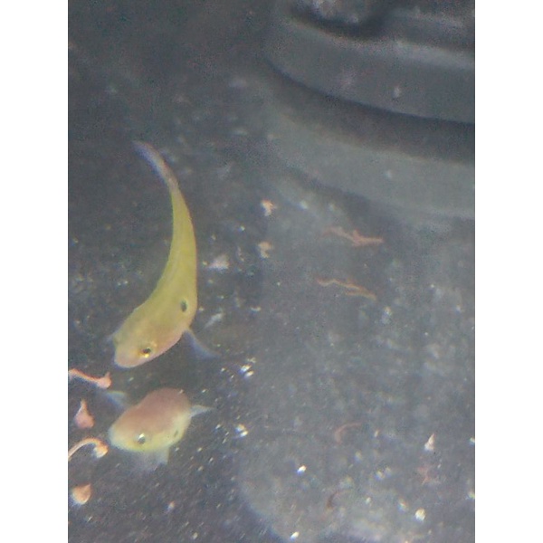 

asiatica red strip ,ukuran 5-7cm.