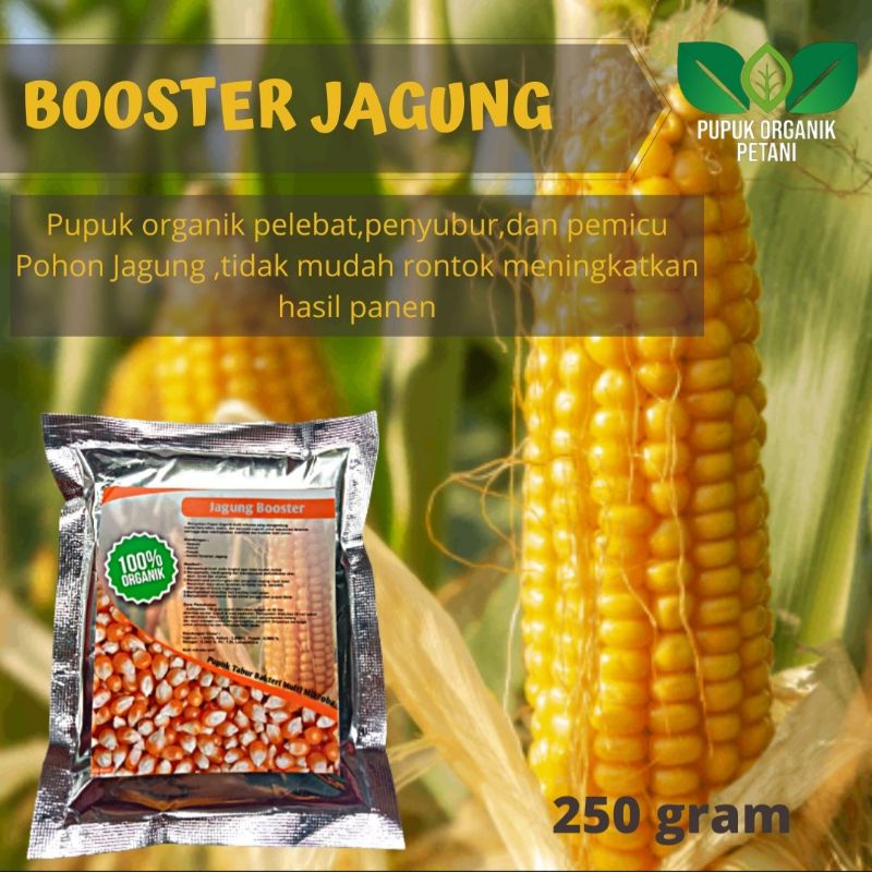 Pupuk organik booster perangsang dan penyubur tanaman jagung cepat berbuah meningkatkan hasil panen