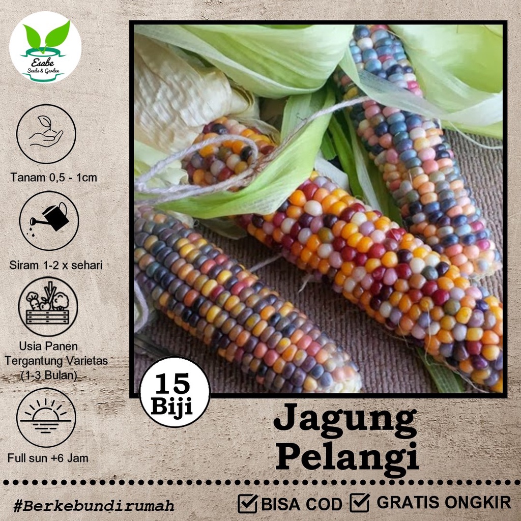 Benih Biji Glass Gem Corn Jagung Warna Warni - Harvest Seed