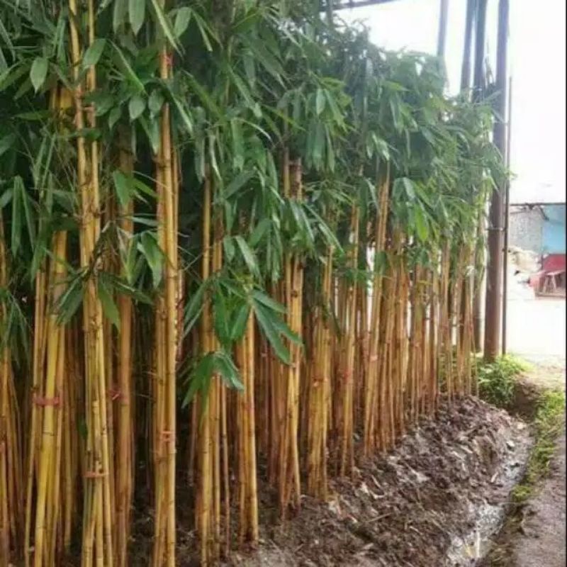 pohon bambu panda-bambu kuning tinggi 2meter