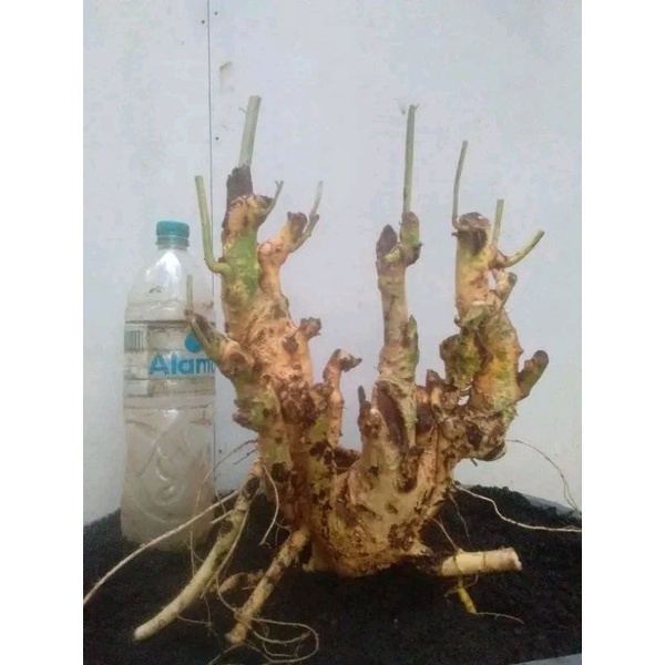 dongkelan bonsai serut gruping 14k