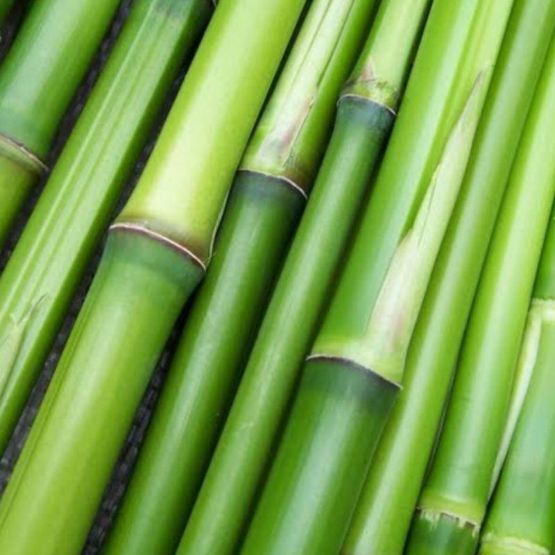 Bambu (kulit tebal) jadi tidak mudah patah - Gagang sapu - bambu padat - Pet Control