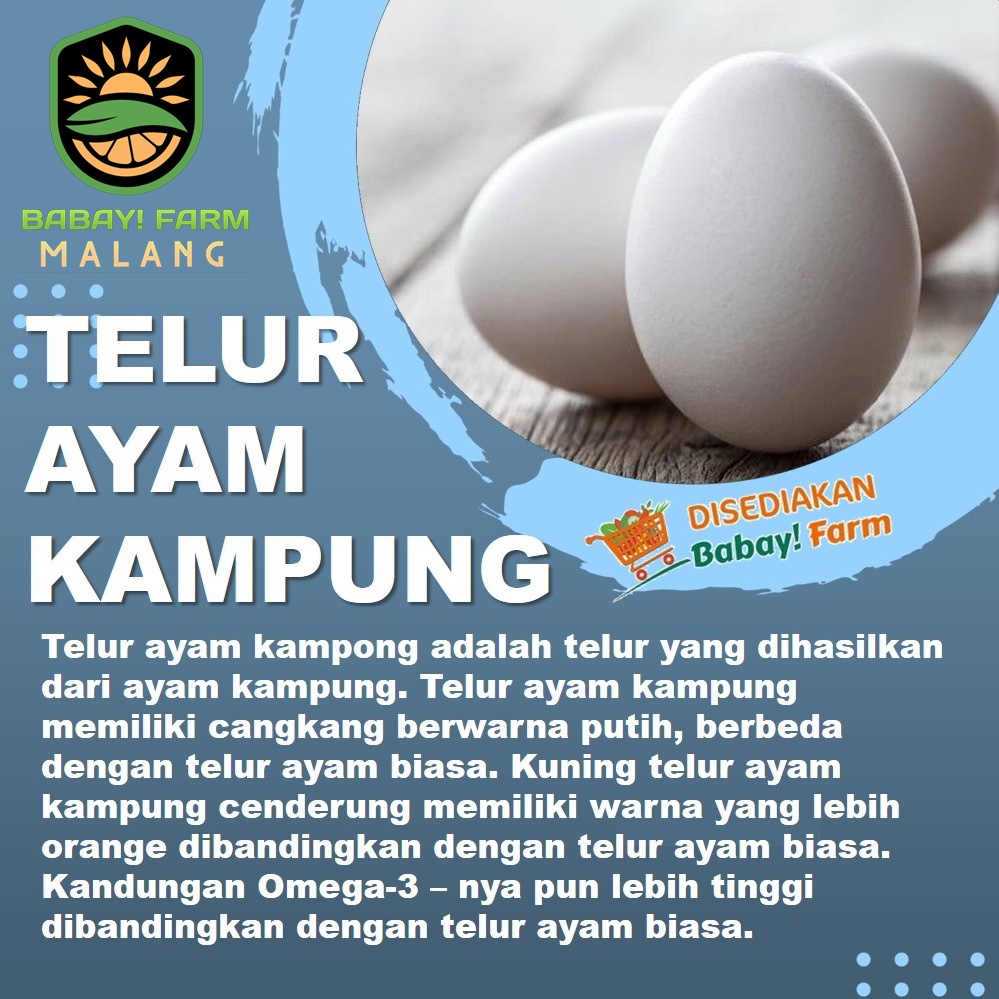 

Telur Ayam Kampung / Telur Ayam Kampung Omega 3