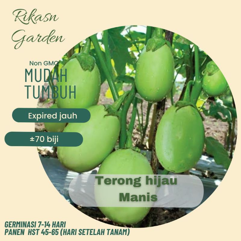 KHUSUS BATAM, BARELANG, BELAKANG PADANG. benih biji bibit terong hijau manis