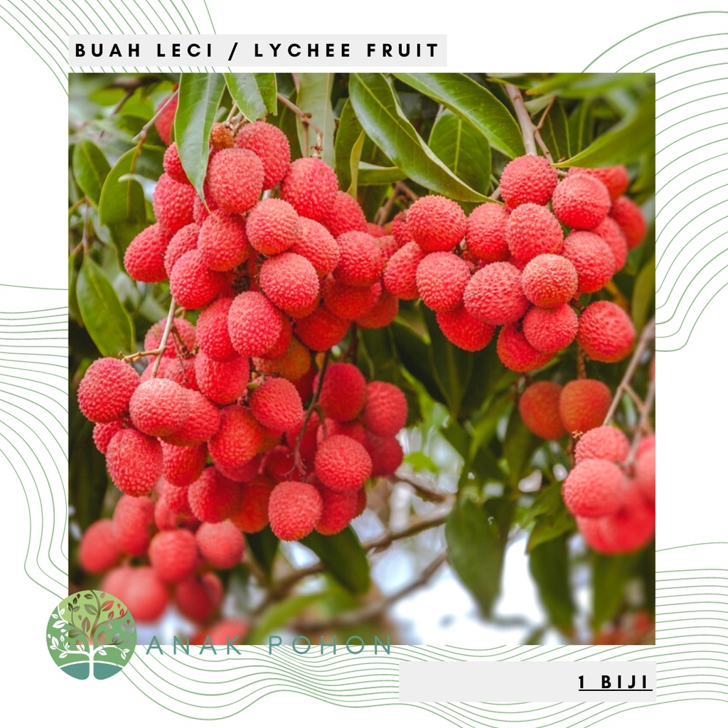 Benih Bibit Biji - Buah Leci Manis Lychee (Litchi chinensis) Fruit Seeds - IMPORT