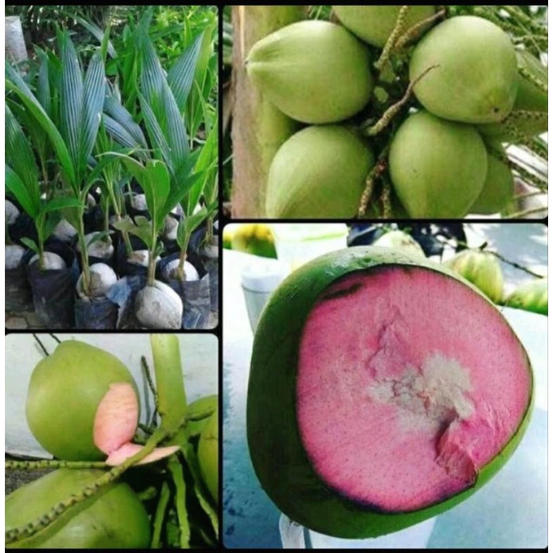 Bibit kelapa wulung/kelapa hijau wulung/kelapa hijau asli